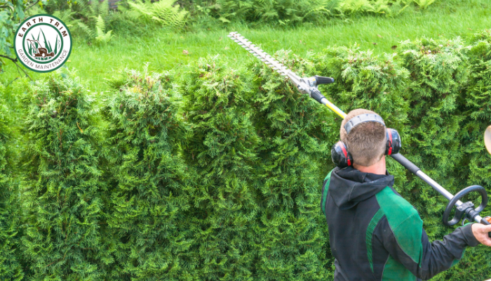 A dramatic hedge shaping in Frankston South. The untidy, overgrown hedge, is expertly trimmed by Ryan into a precise rectangle, ready for the spring growth season.